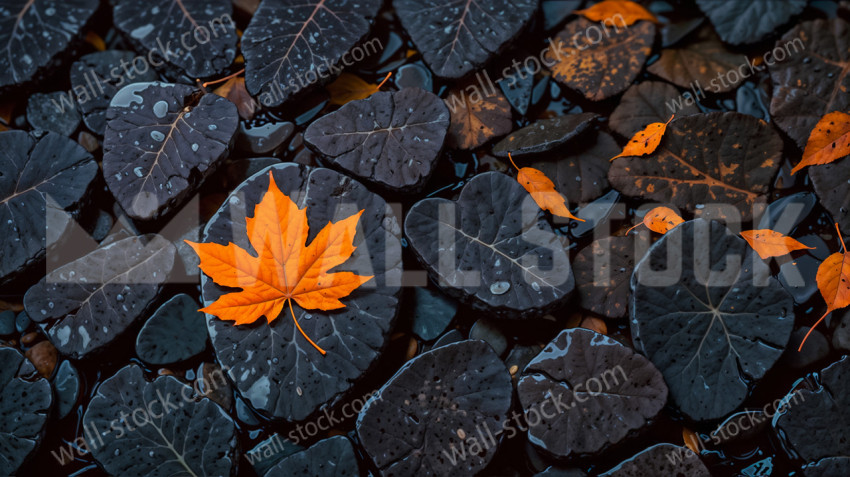 A single vibrant orange maple leaf on the surface of a lake, surrounded by rotting leaves